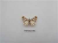 藏品(尺蛾143)的圖片